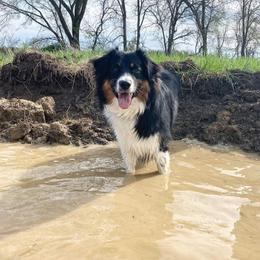 Australian Shepherd Puppies from Grand Ridge Australian Shepherds