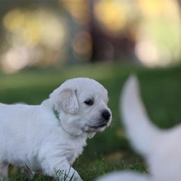 Kodiak - Light golden male Golden Retriever puppy in Payette, Idaho from Stonewick Retrievers