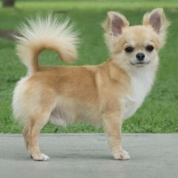 Chihuahuas and Italian Greyhounds from Giovel Kennels