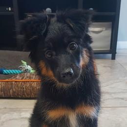 Miniature Australian Shepherd Puppies from Aussies Acre