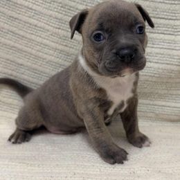 Boy 5 - Blue brindle male American Pit Bull Terrier puppy in Nine Mile Falls, Washington from Bartin Kennels