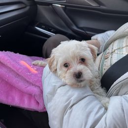 Girl 2 - White Maltipoo puppy in Salinas, California from Sugar's Maltipoo's and Frenchies