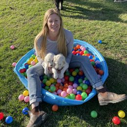 Bernedoodle and Goldendoodle Puppies from White Oak