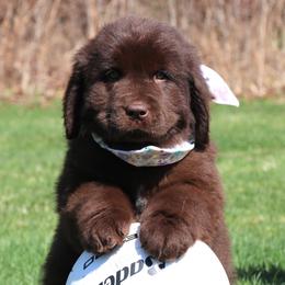 Miffy (Drk Purple collar) - Brown female Newfoundland puppy in Kimball Twp, Michigan from Pine River Newfoundlands