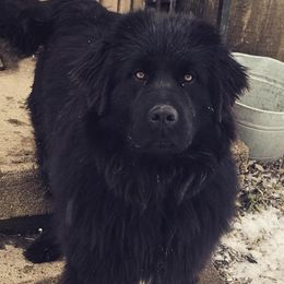 Hoosier - Newfoundland