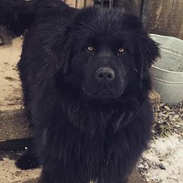 Hoosier - Newfoundland