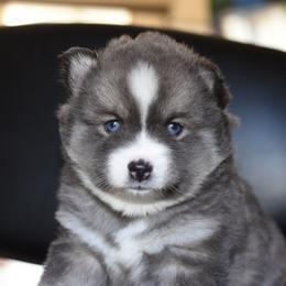 Bluey - Blue female Pomsky puppy in Coos Bay, Oregon from Ocean View Pomskies