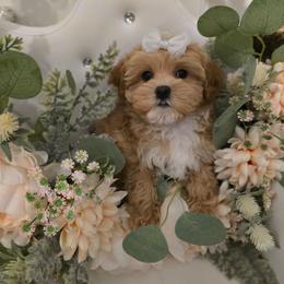 Jin - Apricot female Maltipoo puppy in Washington from Mt.BakerPoodles&Doodles