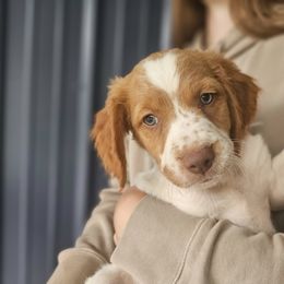 Brittany Puppies from Rolling Field Brittanys