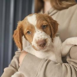 Brittany Puppies from Rolling Field Brittanys