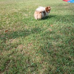 Isabella - Pomeranian