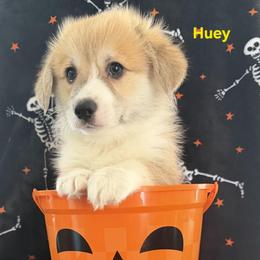 Huey - Red male Pembroke Welsh Corgi puppy in Murchison, Texas from Cattal Corgis