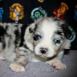 Mario - Blue merle male Australian Shepherd puppy in El Dorado Springs, Missouri from HP Aussie Kennels