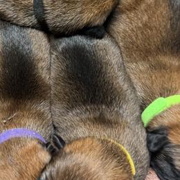 Vitani - Sable female Working Dog Cross puppy in Sheridan, Arkansas from Dark Sky Kennels