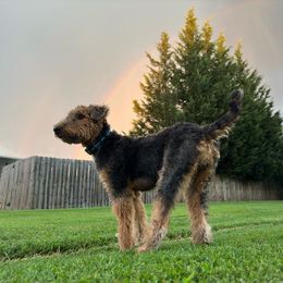 Airedale Terrier Puppies from Cool Hand Luke Kennels