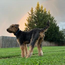 Airedale Terrier Puppies from Cool Hand Luke Kennels