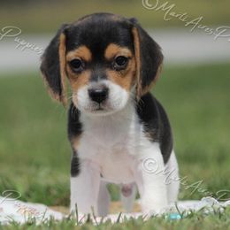 'Sammie' - Black tan and white male Beagle puppy in Lamar, Missouri from Marti Acres ~ Boston Terrier & Beagles