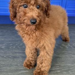 Daisy - Red  female Poodle puppy in Cape Coral, Florida from Ruby the poodle
