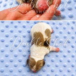 Flash - Piebald male Dachshund puppy in Haughton, Louisiana from Double Shot Dachshunds