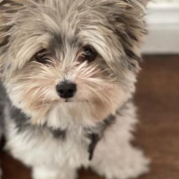 Yorkshire Terriers from Yorkie House