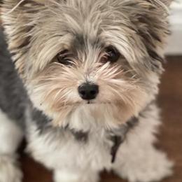 Yorkshire Terriers from Yorkie House
