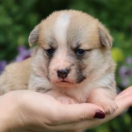 Bijou - Red female Pembroke Welsh Corgi puppy in Pollock, Missouri from Northstar