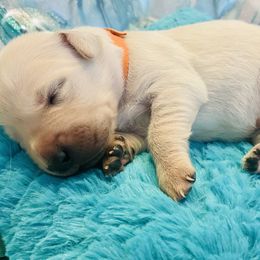 Golden Retriever Puppies from English Cream Goldens in Georgia