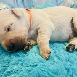 Golden Retriever Puppies from English Cream Goldens in Georgia