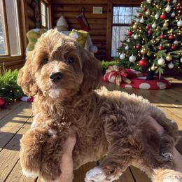 Julia - Red  female Goldendoodle puppy in Tucson, Arizona from Adored Poodle & Doodles