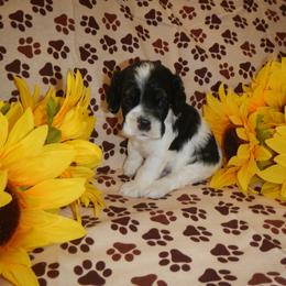 Boy 4 - male Cocker Spaniel puppy in Beech Island, South Carolina from Mike's Best Friends