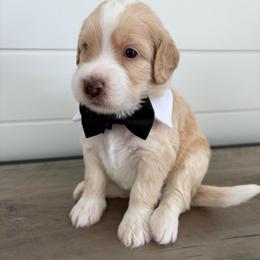 Earl - Yellow and white male Bernedoodle puppy in Garrettsville, Ohio from Sunset Family Farm