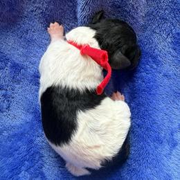 Red collar - Black male Poodle puppy in Huntsville, Alabama from Flint River Poodles