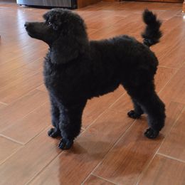 Poodle Puppies from D and D Standard Poodles