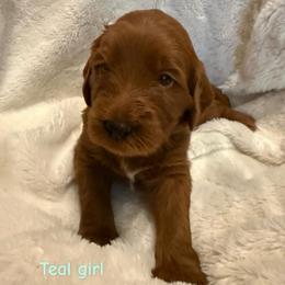 Moana ( Teal collar girl) - Red  female Goldendoodle puppy in Phelan, California from High Desert Doodles - the original