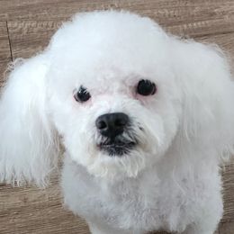 Havanese from Marcia Hamlet