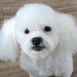 Havanese from Marcia Hamlet