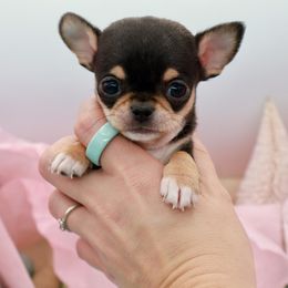 Canto - Black and tan male Chihuahua puppy in Raleigh, North Carolina from Fiddlefigg Chihuahuas