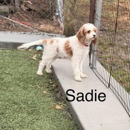 Sadie - Cavapoo