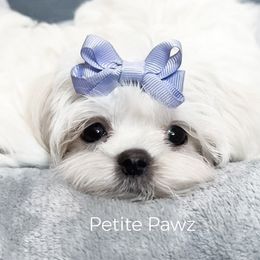 Girl 3 - female Maltese puppy in Tampa, Florida from Petite Pawz
