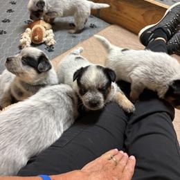 Australian Cattle Dog Puppies from Bottoms Up Cattle Dogs