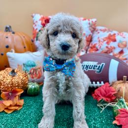 Davis - Apricot male Goldendoodle puppy in Willacoochee, Georgia from Kitandkboodle's Doodles