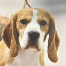 Autumn - Beagle