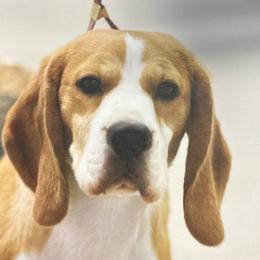 Autumn - Beagle
