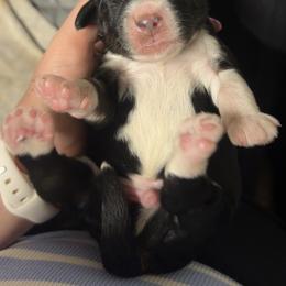 Fez - Tri-color male Bernedoodle puppy in Fishers, Indiana from Hannah's Bernedoodles
