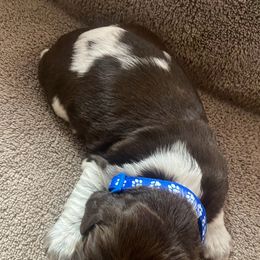 English Springer Spaniel Puppies from Picky’s Puppies