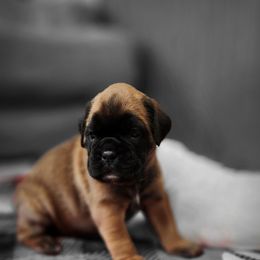 Boxer Puppies from Moonlitboxers