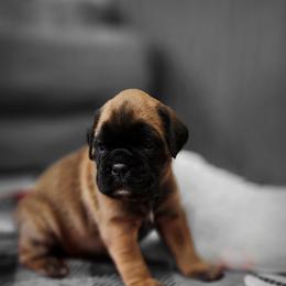 Boxer Puppies from Moonlitboxers
