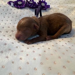 Lainey Wilson - Red  female Goldendoodle puppy in Camden, North Carolina from Oopsie Doodles of NC