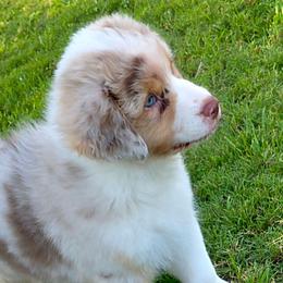 Dolly - Blue merle female Australian Shepherd puppy in Red Oak, Texas from Wildwing Aussies