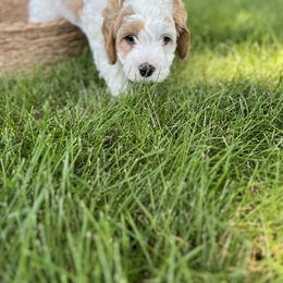 Cavapoo Puppies from Hart’s Cavapoos
